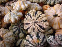Decoflorall Patisson Strie melange - 5000 zaden Patisson Strie melange