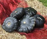 Decoflorall Patisson G-star F1 Bio - 50 zaden Patisson G-star F1 Bio