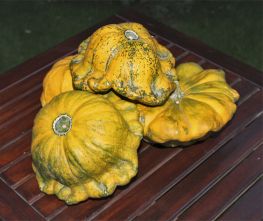 Decoflorall Gelber Englischer Custard - 50 zaden Om te vullen