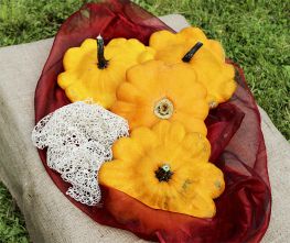Decoflorall Patisson Ile de Maurice 250 zaden - 250 zaden Om te vullen