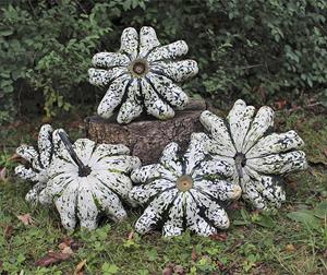 Decoflorall Phobos F1 Patisson 1000 zaden - 1000 zaden Patisson