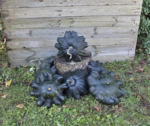 Decoflorall Skat F1 Patisson 50 zaden - 50 zaden Patisson