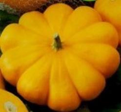 Decoflorall Patisson Orange - basiseenheid Patisson Orange