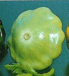 Decoflorall Patty green tint / Peter Pan - basiseenheid Patty green tint / Peter
