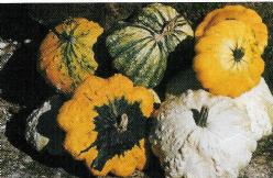 Decoflorall Patisson wratmix - basiseenheid Patisson wratmix