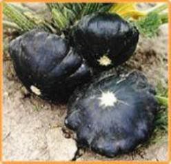 Decoflorall Patisson Gagat - basiseenheid Gagat