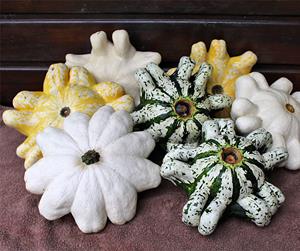 Decoflorall Lunar F1 Mix Patisson    - 50 zaden Patisson