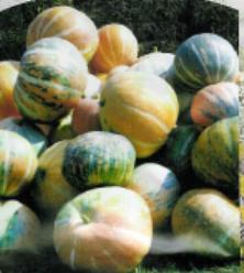 Decoflorall Rainbow Rainbow
