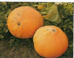 Decoflorall Big Moon Big Moon