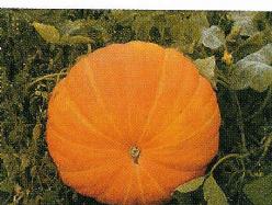 Decoflorall Prizewinner - basiseenheid Prizewinner