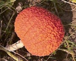 Decoflorall Rote Warze / Red Warthy thing - 250 zaden Rote Warze / Red Warthy t