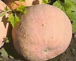 Decoflorall Bambino Bambino