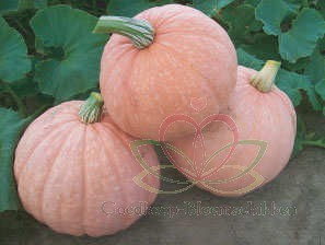 Decoflorall Moonscape F1 Cucurbita maxima Rose-Groen pomp