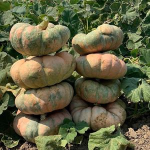 Decoflorall Colorado Sun F1 eetpompoen 250  Rose-Groen pomp