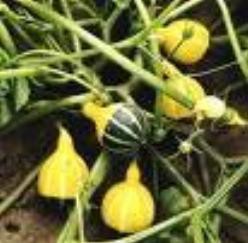 Decoflorall Pear bicolor - 1000 zaden Pear bicolor