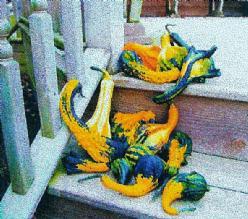Decoflorall Autumn wings small - 50 zaden Autumn wings small