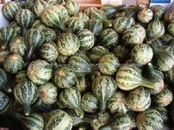 Decoflorall Dancing gourd - 250 zaden Dancing gourd