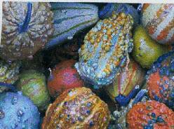 Decoflorall Fancy Warted mix - 5000 zaden Fancy Warted mix