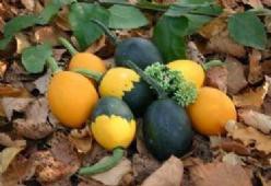 Decoflorall Goblin Egg Mix - 50 zaden Goblin Egg Mix