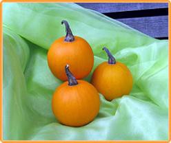 Decoflorall Ball Orange - 250 zaden Ball Orange