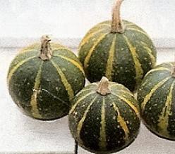 Decoflorall Ball Bicolor - 50 zaden Ball Bicolor