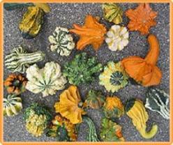 Decoflorall Gremlins mengsel - 50 zaden Gremlins mengsel