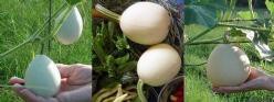 Decoflorall Cucurbita pepo Pears & Eggs - 50 zaden Cucurbita pepo Pears eggs