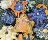 Decoflorall Gizmo veelkleurige puntige kalebassenmix - 50 zaden Gizmo veelkleurige puntig