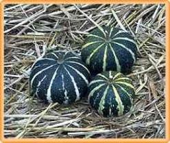 Decoflorall Flat Striped - basiseenheid Flat Striped