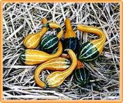 Decoflorall Spoon - basiseenheid Spoon