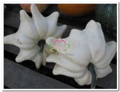 Decoflorall Yougoslavian fingerfruit wit - basiseenheid Yougoslavian fingerfruit