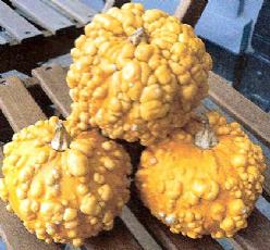 Decoflorall Verruqueuse Africaine - basiseenheid Verruqueuse Africaine