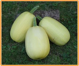 Decoflorall Pinnacle F1 Spaghettipompoen basiseenheid - basiseenheid Koolhydraatarm