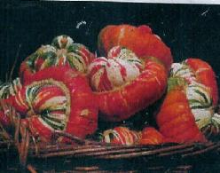 Decoflorall Turkse muts reuzen - 250 zaden Turkse muts reuzen
