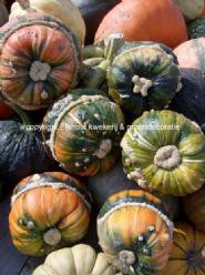 Decoflorall Fungo - 50 zaden Fungo