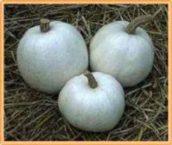 Decoflorall Casper - 1000 zaden Casper