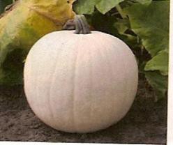 Decoflorall Snowman - 50 zaden Snowman