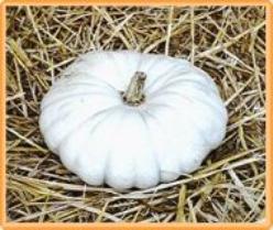 Decoflorall Flat White Boer van Niekerk Flat White Boer van Nieke