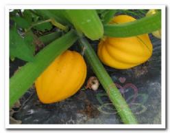 Decoflorall Table gold Acorn Squash - 250 zaden Table gold Acorn Squash