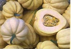 Decoflorall T Sanders Sweet potato - 250 zaden T Sanders Sweet potato