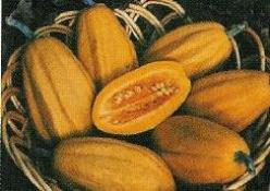 Decoflorall Fordhook acorn - basiseenheid Fordhook acorn