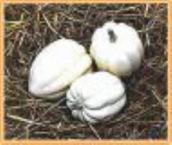 Decoflorall White Swan Acorn - basiseenheid White Swan Acorn