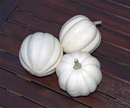 Decoflorall White Pearl Acorn - basiseenheid White Pearl Acorn