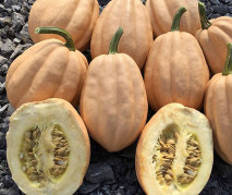 Decoflorall Baked Potato F1 Acorn - 1000 zaden mooie creme bruine Acorn