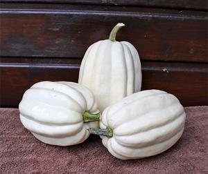 Decoflorall Mashed Potato F1 Acorn kleinverp mooie lange witte Acorn