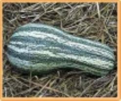 Decoflorall Cushaw green Stripe - 350 zaden Cushaw green Stripe
