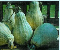 Decoflorall Tennesee Sweet potato Tennesee Sweet potato