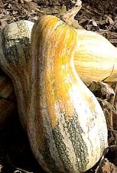 Decoflorall Autumn Colors Cushaw F1  - basiseenheid Autumn Colors Cushaw F1 