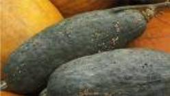 Decoflorall Blue Banana - basiseenheid Blue Banana