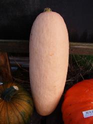 Decoflorall Pink Jumbo Banana - basiseenheid Pink Jumbo Banana